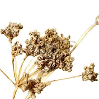Hemlock (Conium Maculatum)