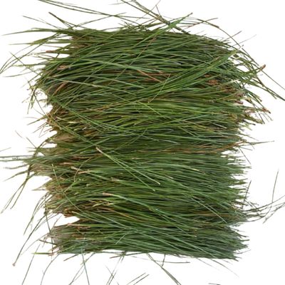 Pine Needles