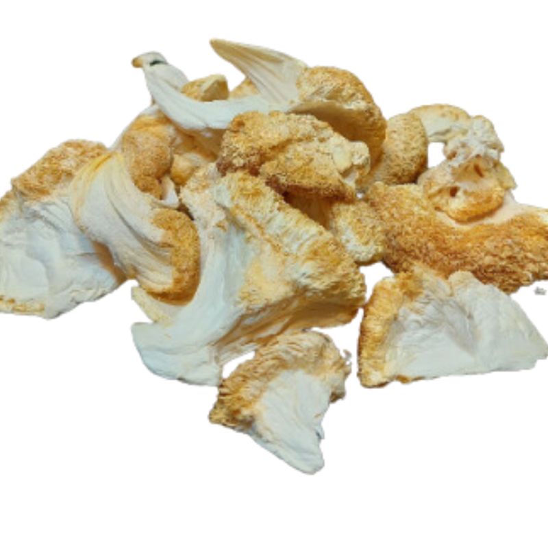 Lion&#39;s Mane Mushroom