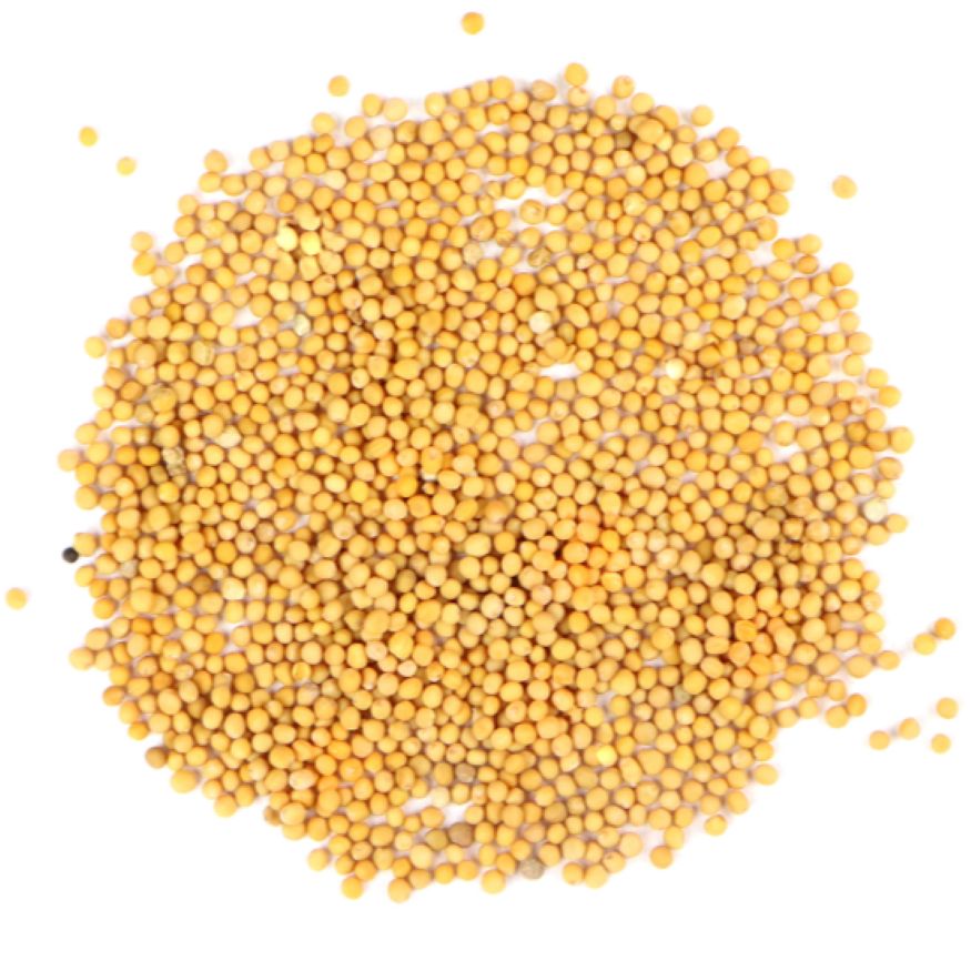 Mustard Seed