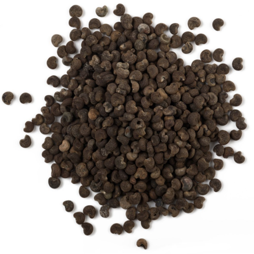 Musk Seed