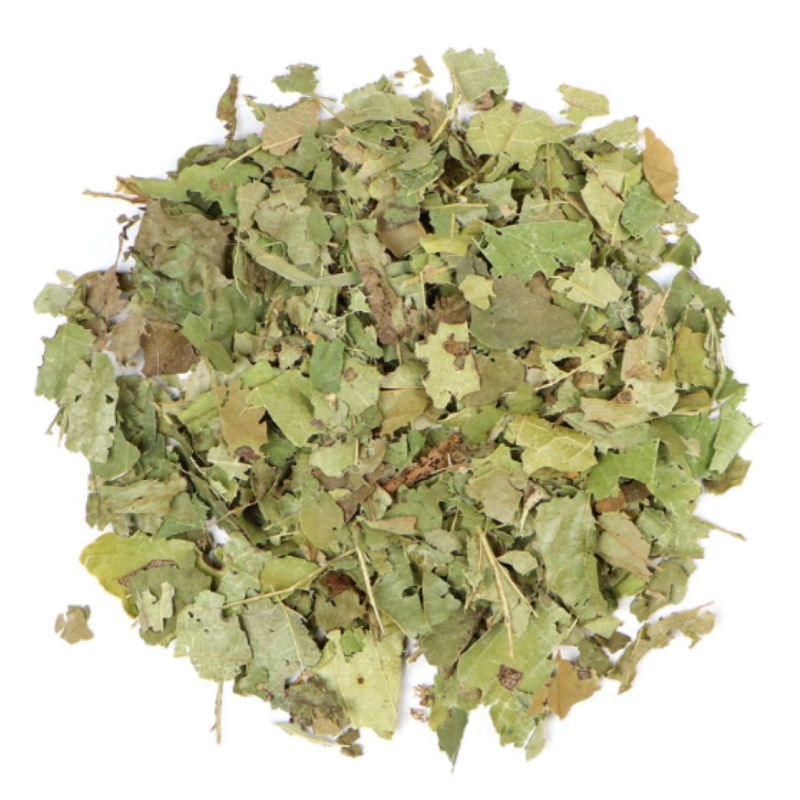 Witch Hazel