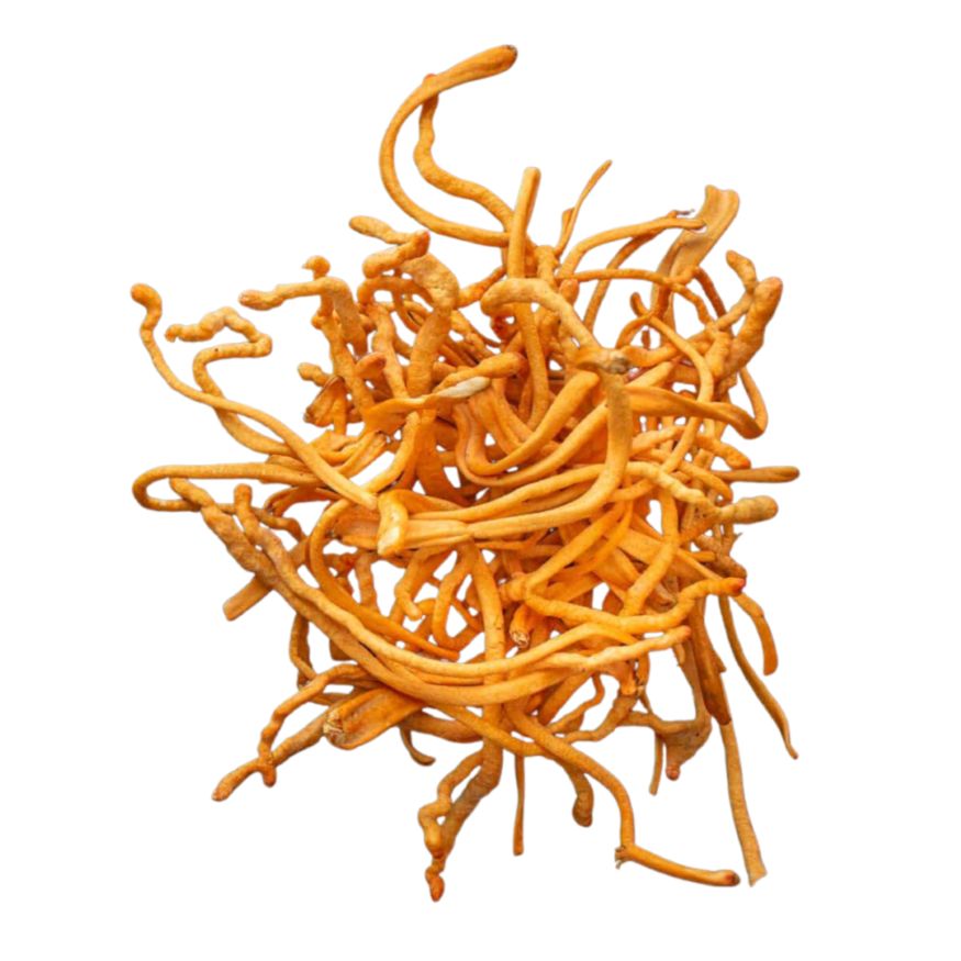 Cordyceps Mushroom