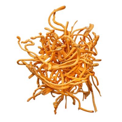 Cordyceps Mushroom