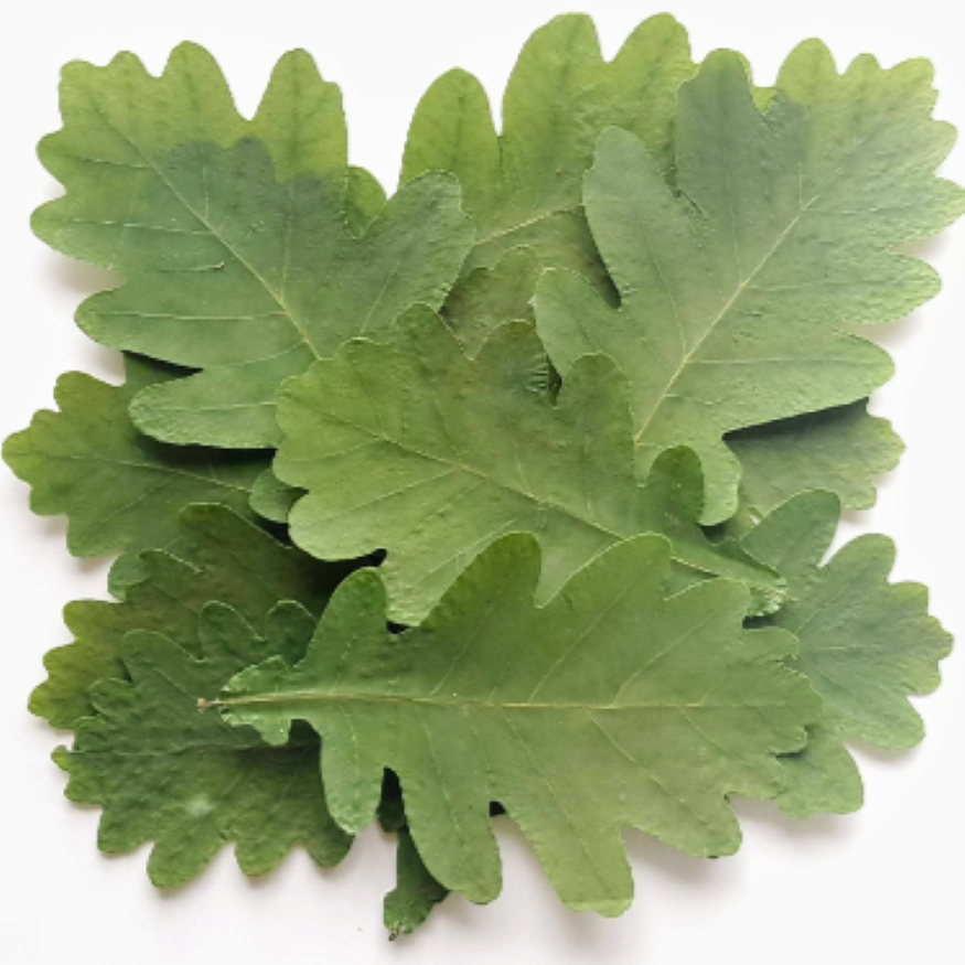 Oak Leaf