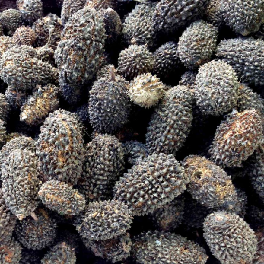 Guasima