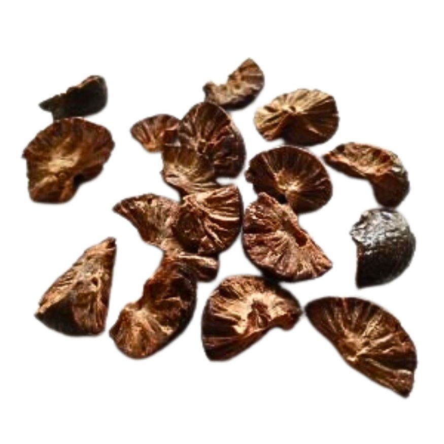 Cypress Fruit