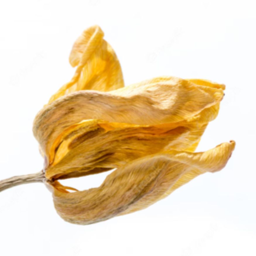 Tulip Petals