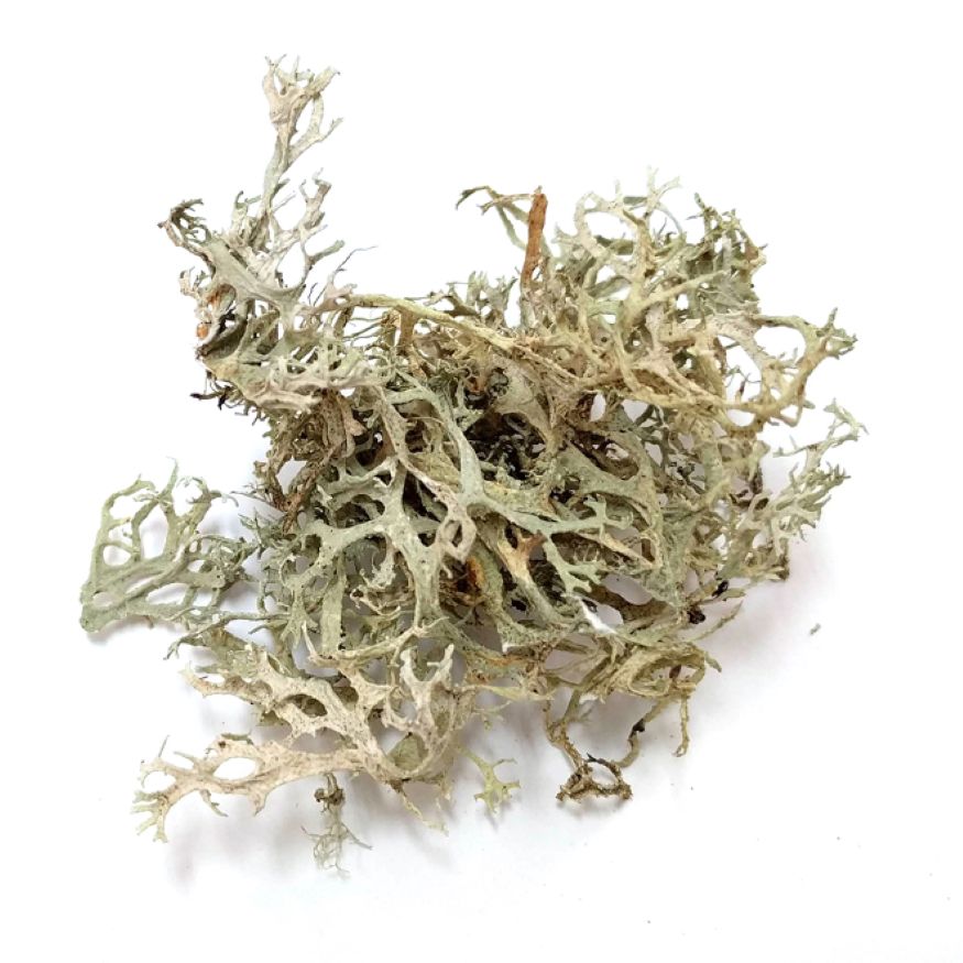 Oak Moss