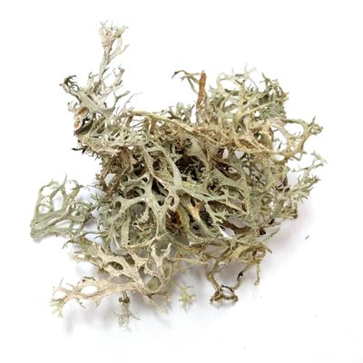 Oak Moss