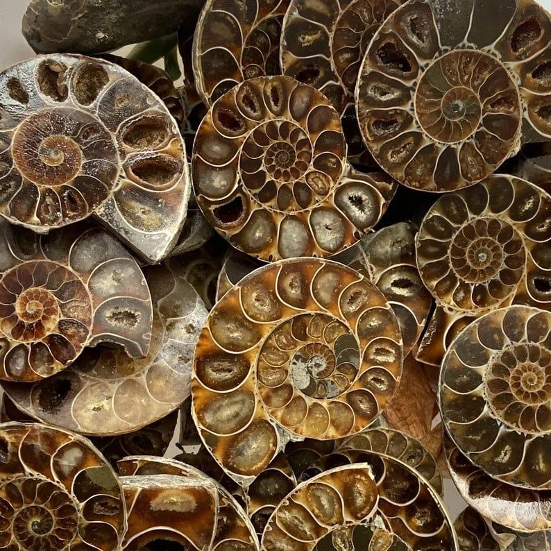 Ammonite Polished