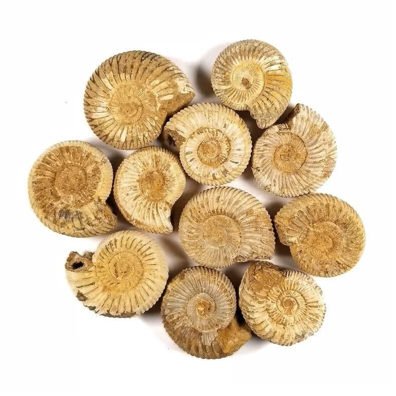 Ammonite Rough