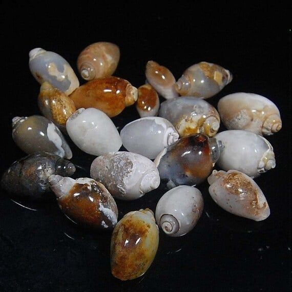 Conch