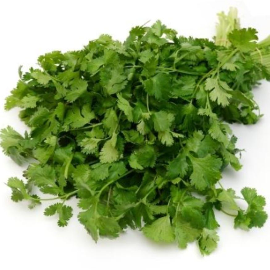 Cilantro Essential Oil