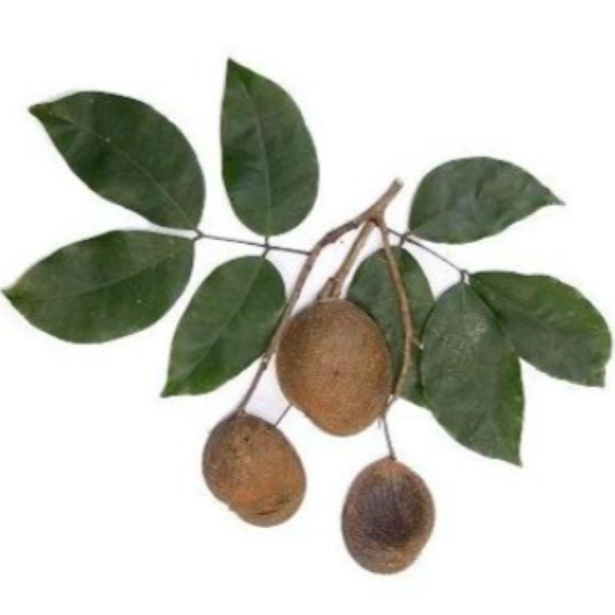 Copaiba Essential Oil