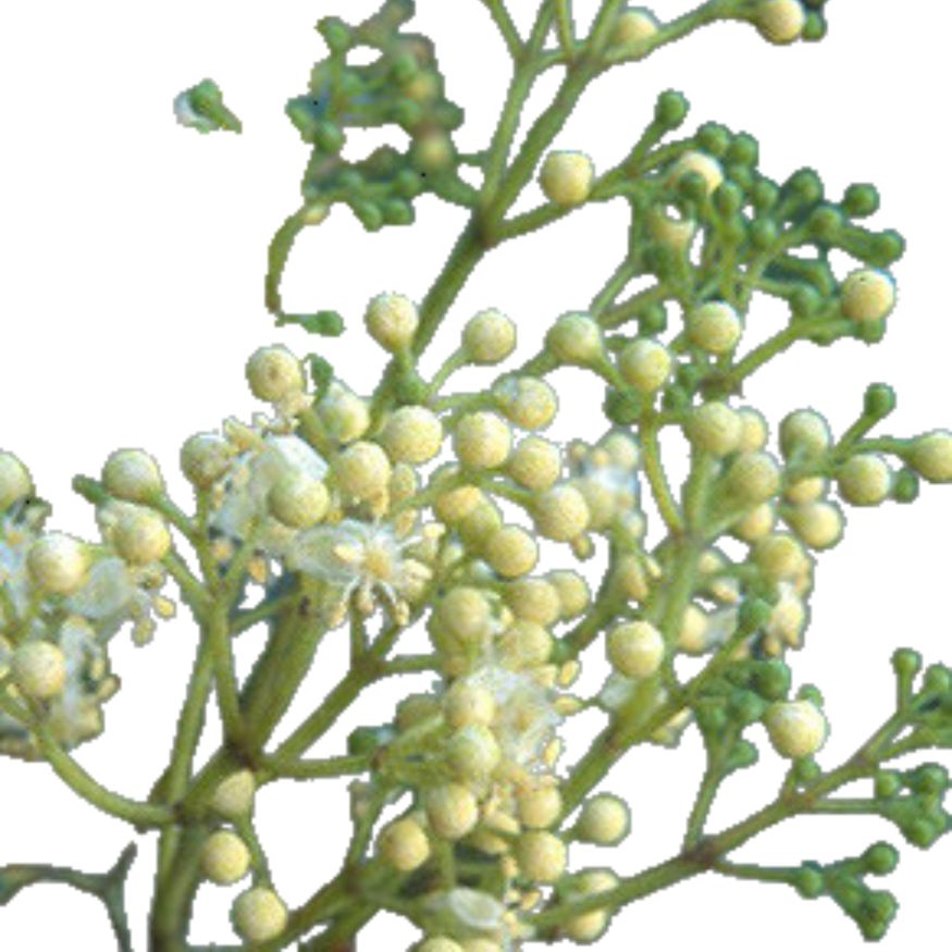 Amyris Essential Oil