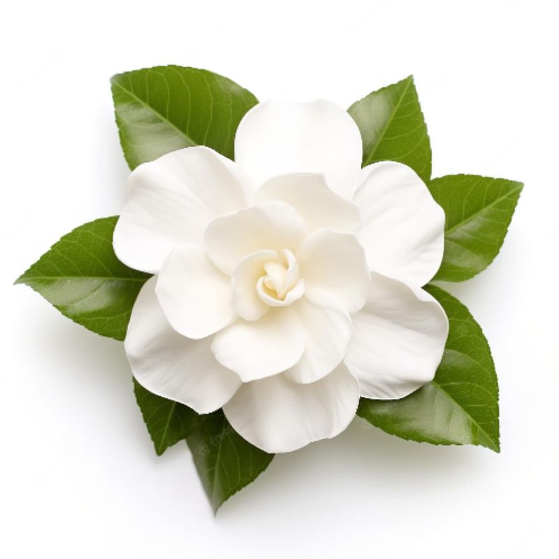 Gardenia Essential Oil