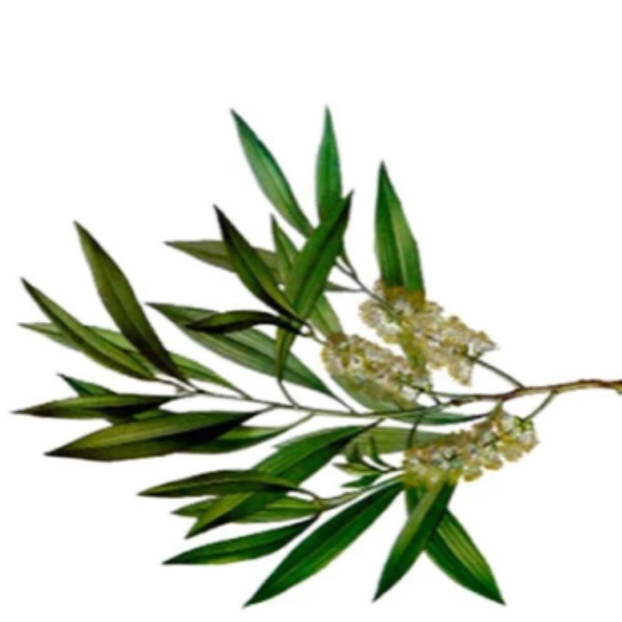 Niaouli Essential Oil