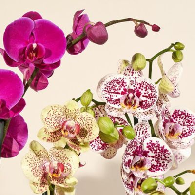 Orchid Essential Oil