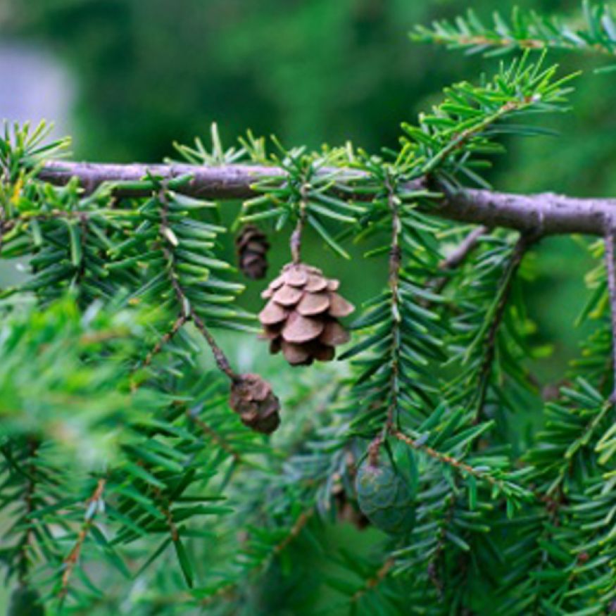 Spruce Hemlock Essential Oil