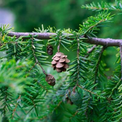 Spruce Hemlock Essential Oil