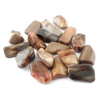 Petrified Wood