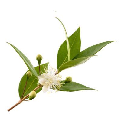 Myrtle Essential Oil