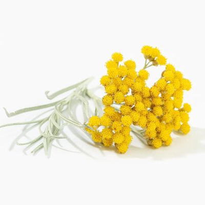 Helichrysum Essential Oil