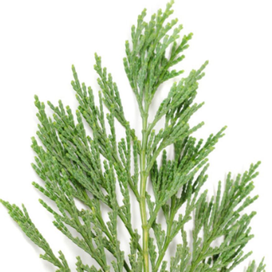Cypress Essential Oil