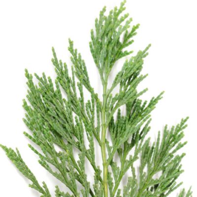 Cypress Essential Oil