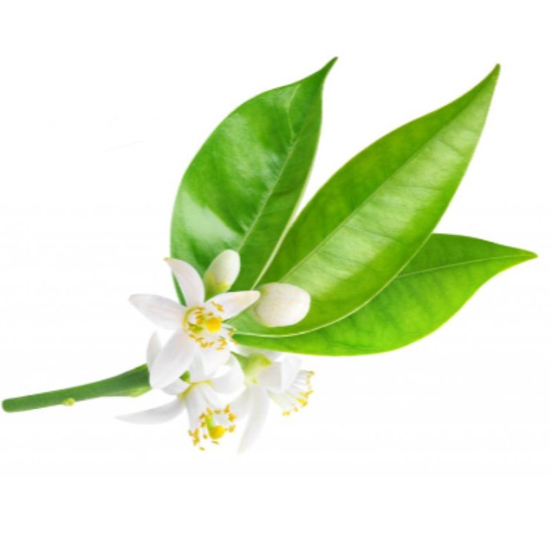 Neroli Essential Oil Neroli Essential Oil