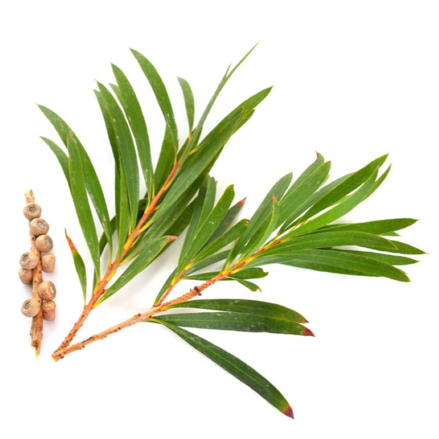 Tea Tree (Alternafolia) Essential Oil