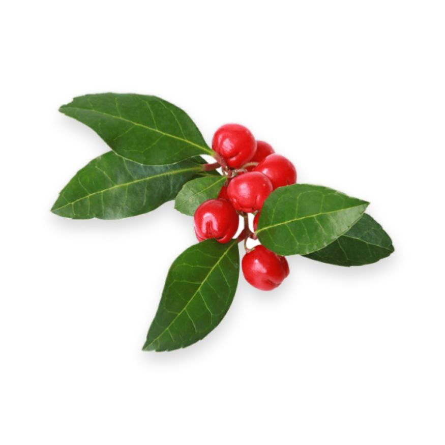 Wintergreen Essential Oil