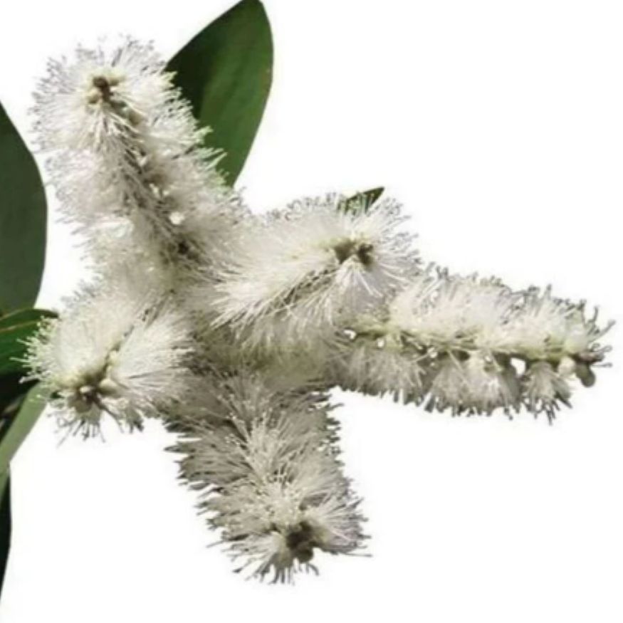 Cajaput Essential Oil