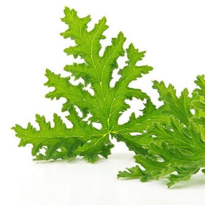 Citronella Essential Oil