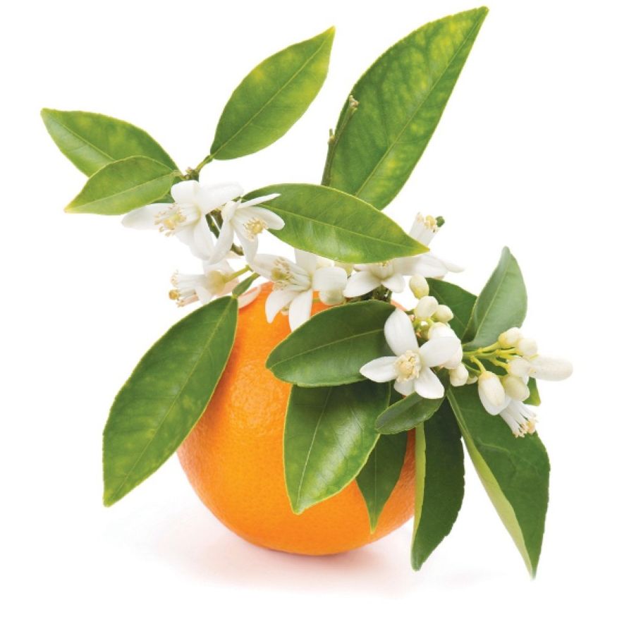 Pettigrain Essential Oil