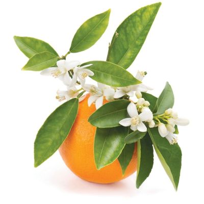 Pettigrain Essential Oil