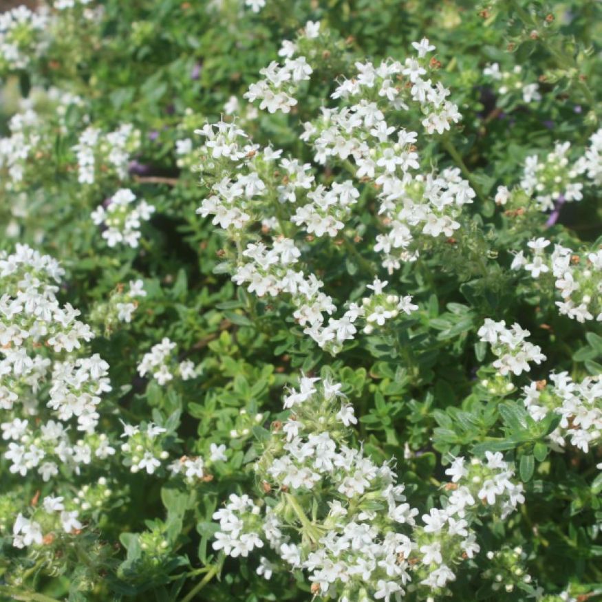 Thyme (White) Essential Oil