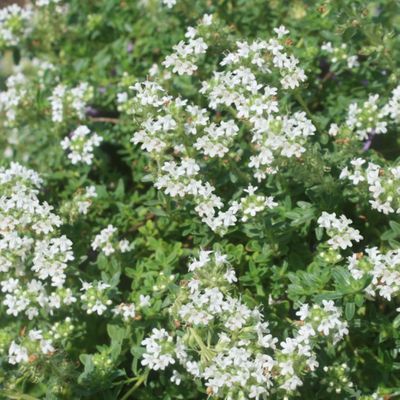 Thyme (White) Essential Oil