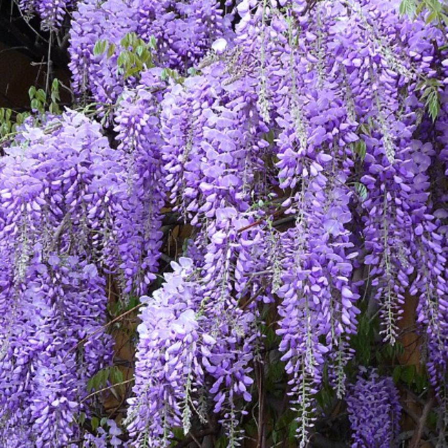 Wisteria Essential Oil