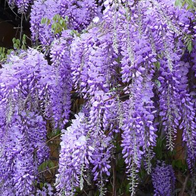 Wisteria Essential Oil Wisteria Essential Oil