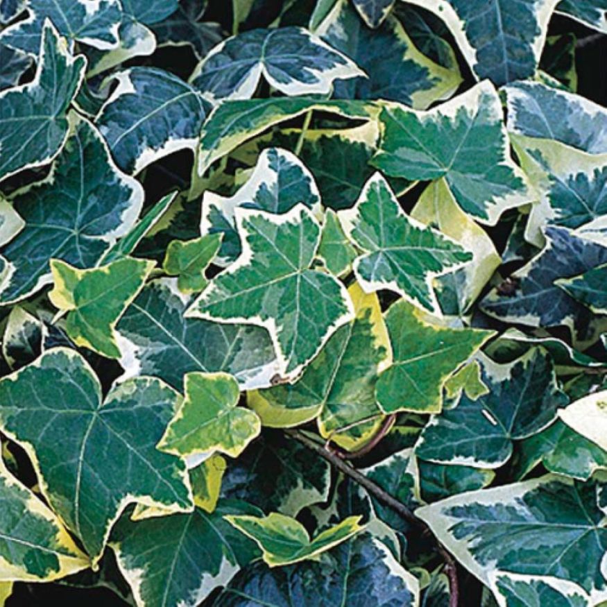English Ivy Essential Oil