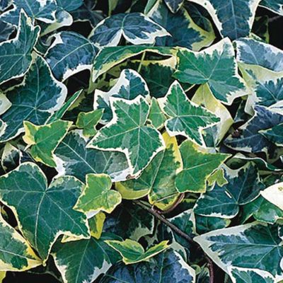English Ivy Essential Oil