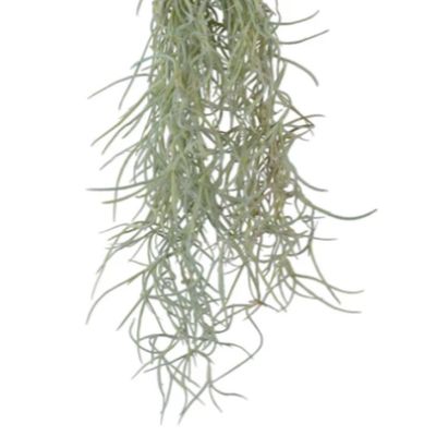 Spanish Moss Essential Oil