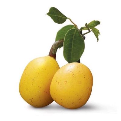 Marula Essential Oil