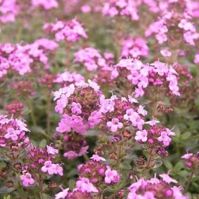 Thyme (Red) Essential Oil