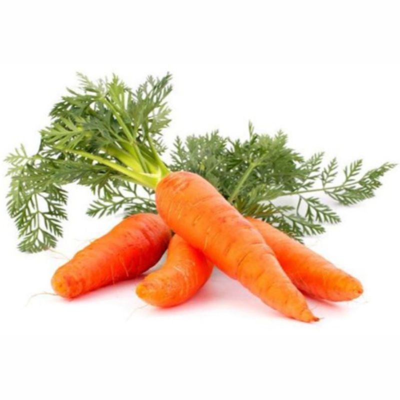 Carrot Essential Oil