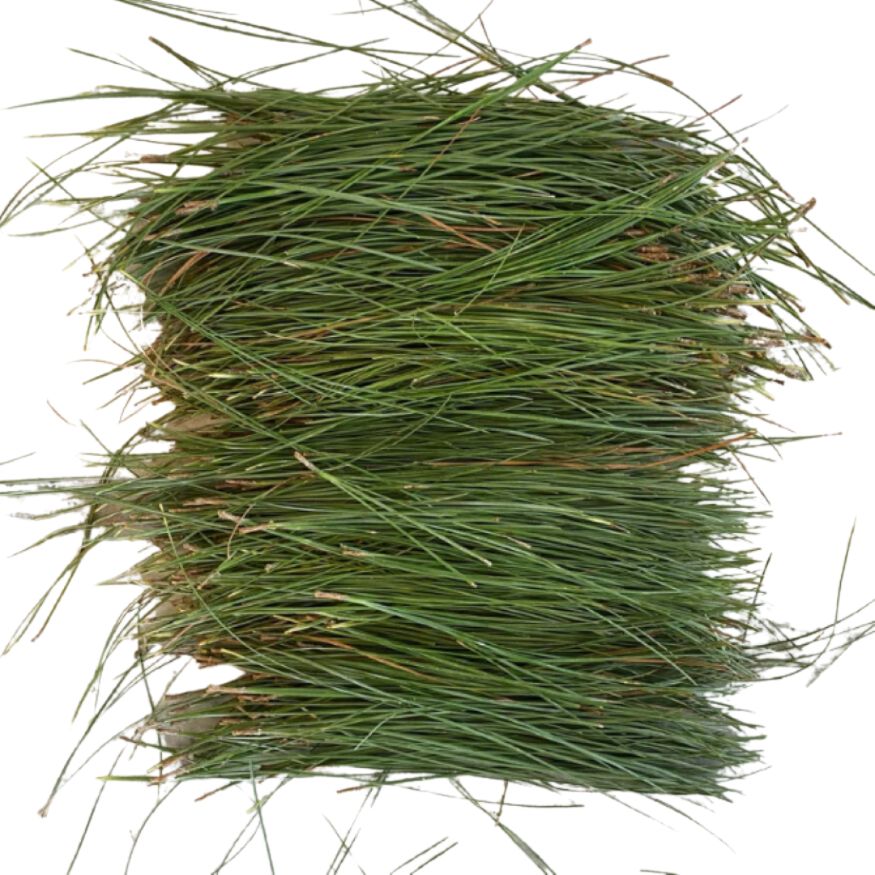 Pine Essential Oil