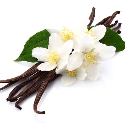 Vanilla Essential Oil