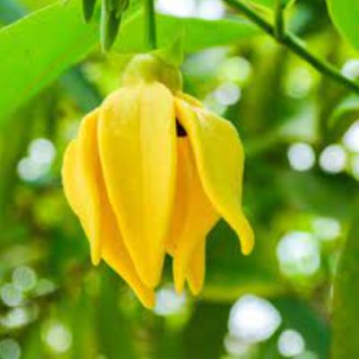 Ylang Ylang Essential Oil